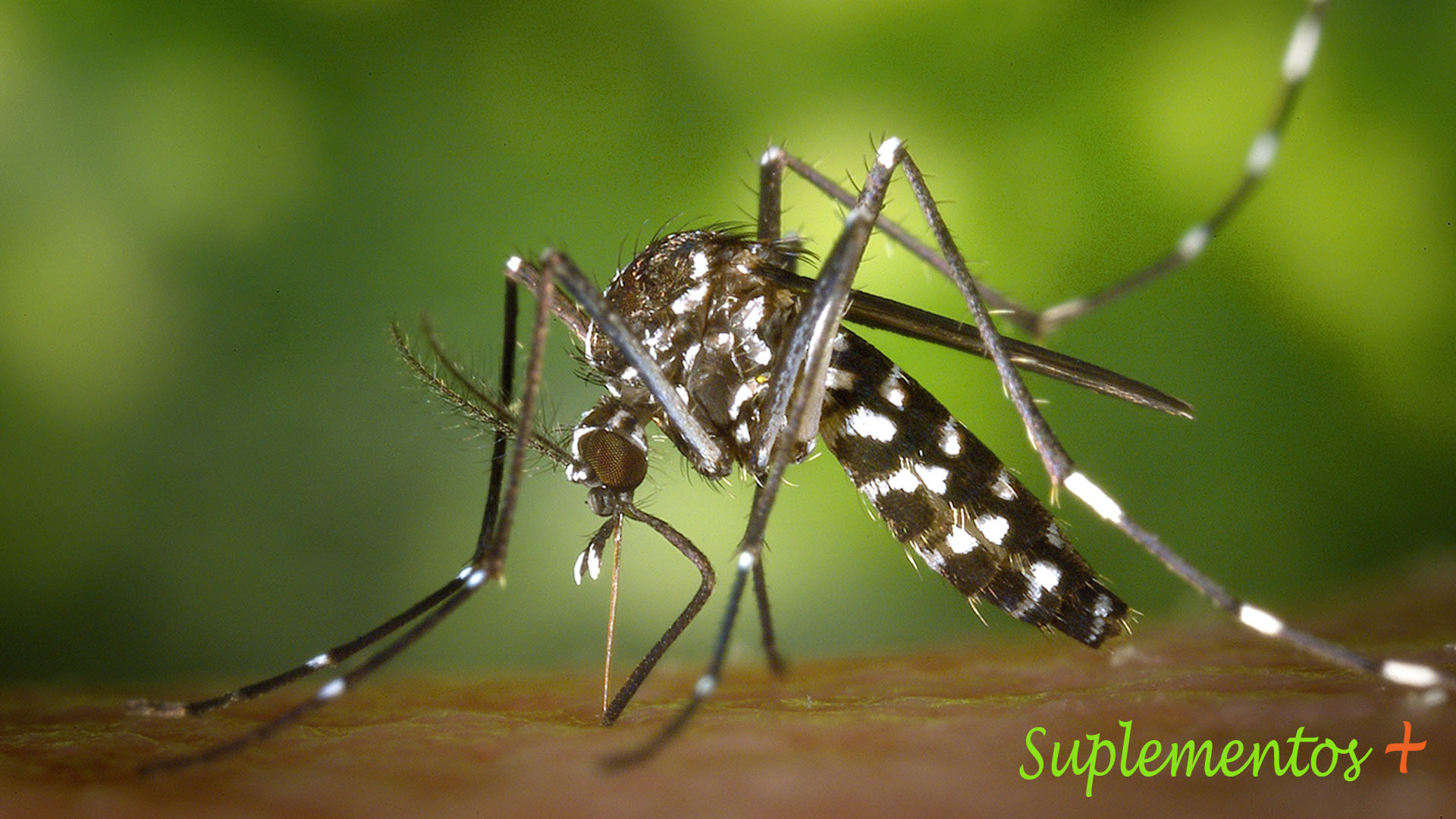 O que é dengue?